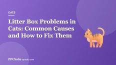 Litter Box Problems in Cats: Common Causes and How to Fix Them