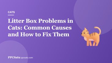 Litter Box Problems in Cats: Common Causes and How to Fix Them