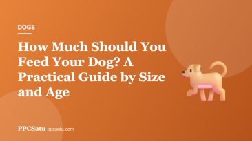 How Much Should You Feed Your Dog? A Practical Guide by Size and Age