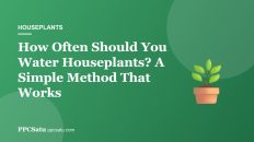 How Often Should You Water Houseplants? A Simple Method That Works