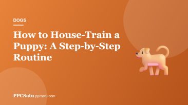 How to House-Train a Puppy: A Step-by-Step Routine