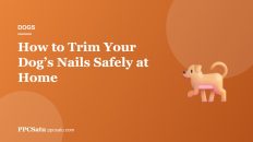 How to Trim Your Dog’s Nails Safely at Home