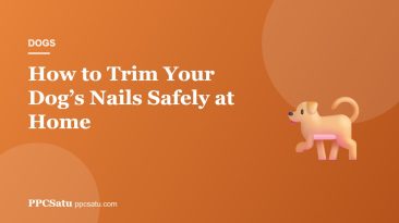 How to Trim Your Dog’s Nails Safely at Home