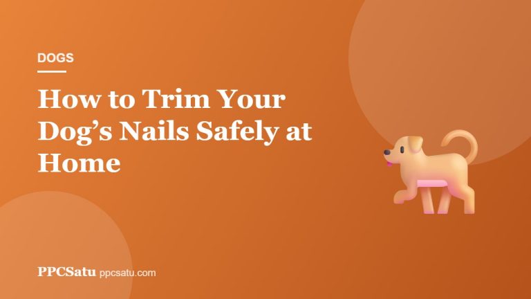 How to Trim Your Dog’s Nails Safely at Home