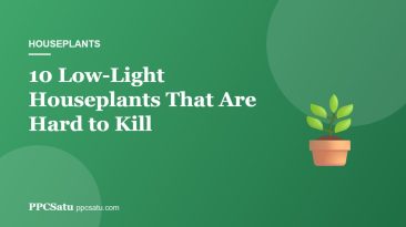 10 Low-Light Houseplants That Are Hard to Kill