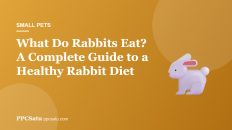What Do Rabbits Eat? A Complete Guide to a Healthy Rabbit Diet