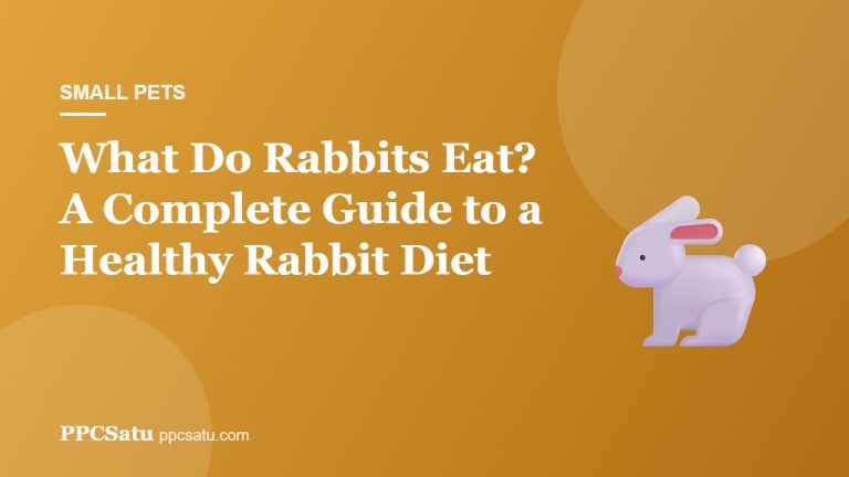 What Do Rabbits Eat? A Complete Guide to a Healthy Rabbit Diet