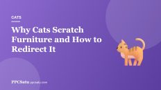 Why Cats Scratch Furniture and How to Redirect It