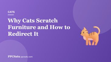 Why Cats Scratch Furniture and How to Redirect It