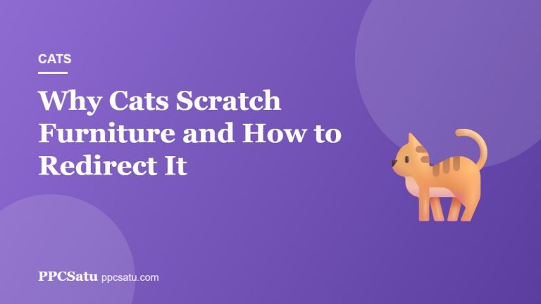 Why Cats Scratch Furniture and How to Redirect It