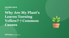 Why Are My Plant’s Leaves Turning Yellow? 7 Common Causes