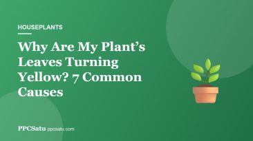 Why Are My Plant’s Leaves Turning Yellow? 7 Common Causes