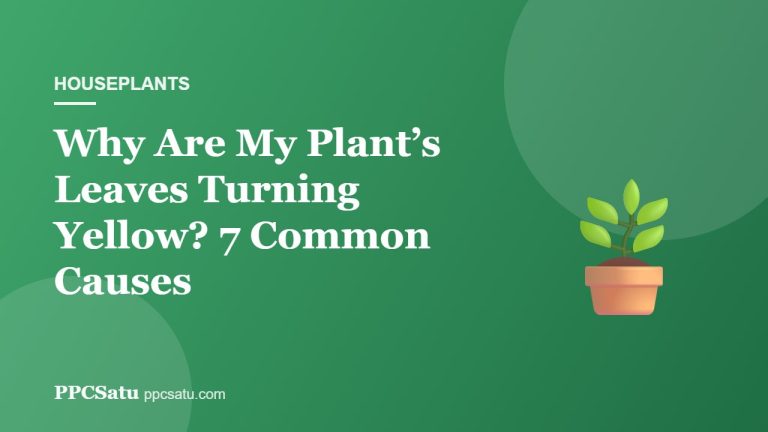 Why Are My Plant’s Leaves Turning Yellow? 7 Common Causes